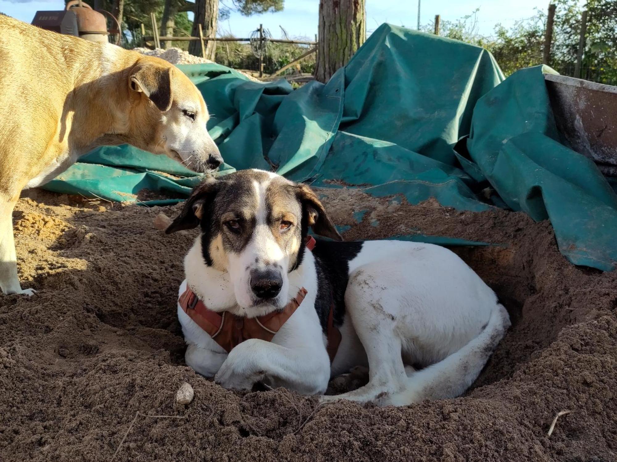 Hotel Cosy Nest In Animal Rescue Monte Dos Vagabundos São Teotónio Exterior foto